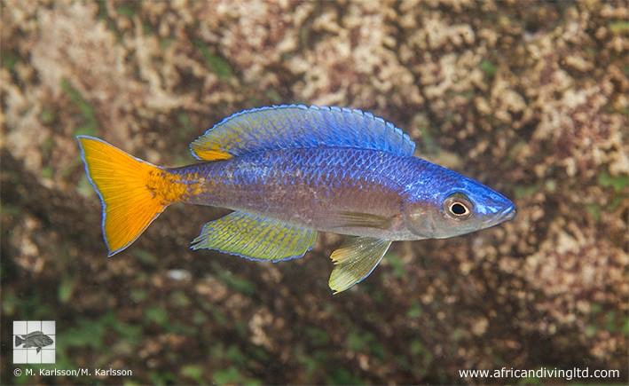 Cyprichromis leptosoma 'Cape Mpimbwe'